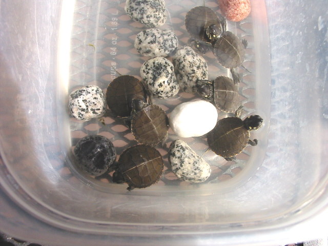 My newly hatched painted turtles