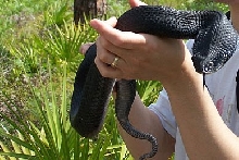 Eastern Hognose 2