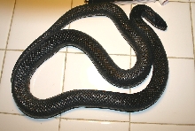 '02 male Black Milksnake