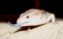 04 cb Blue Tongue
