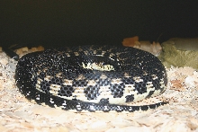 Madagascan Hognose