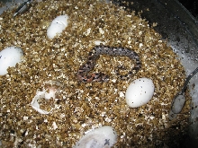 Eastern hog red