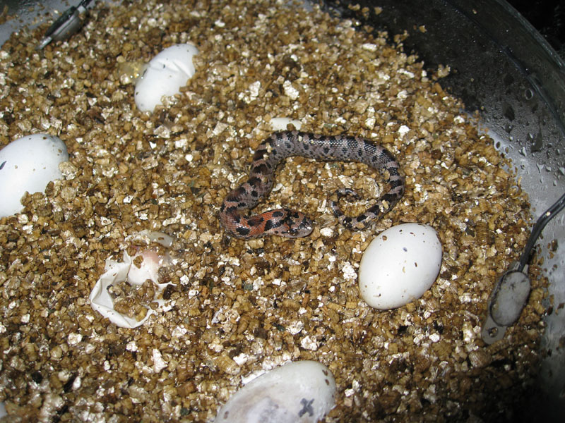 Eastern hog red