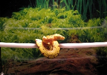 Manokwari GTP