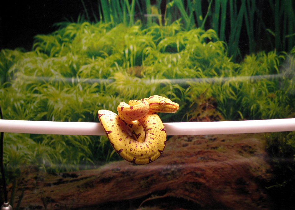 Manokwari GTP