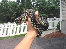 Madagascan Hognose