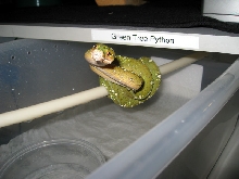 07 Jayapura GTP