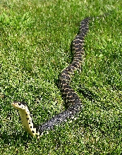 Madagascan Hognose 1