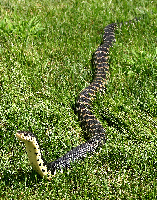 Madagascan Hognose 1