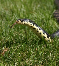 Madagascan Hognose 2
