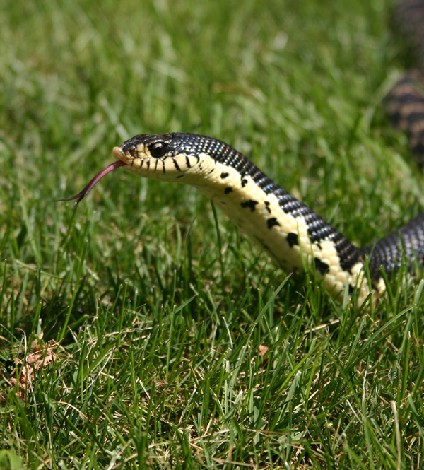 Madagascan Hognose 2