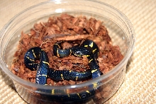 Hatchling Mangrove