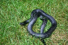 02 Black Milk Snake