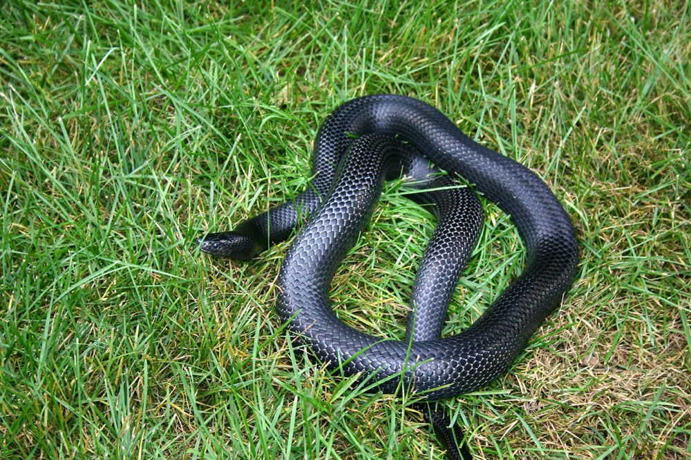 02 Black Milk Snake