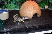 Black Throat monitor