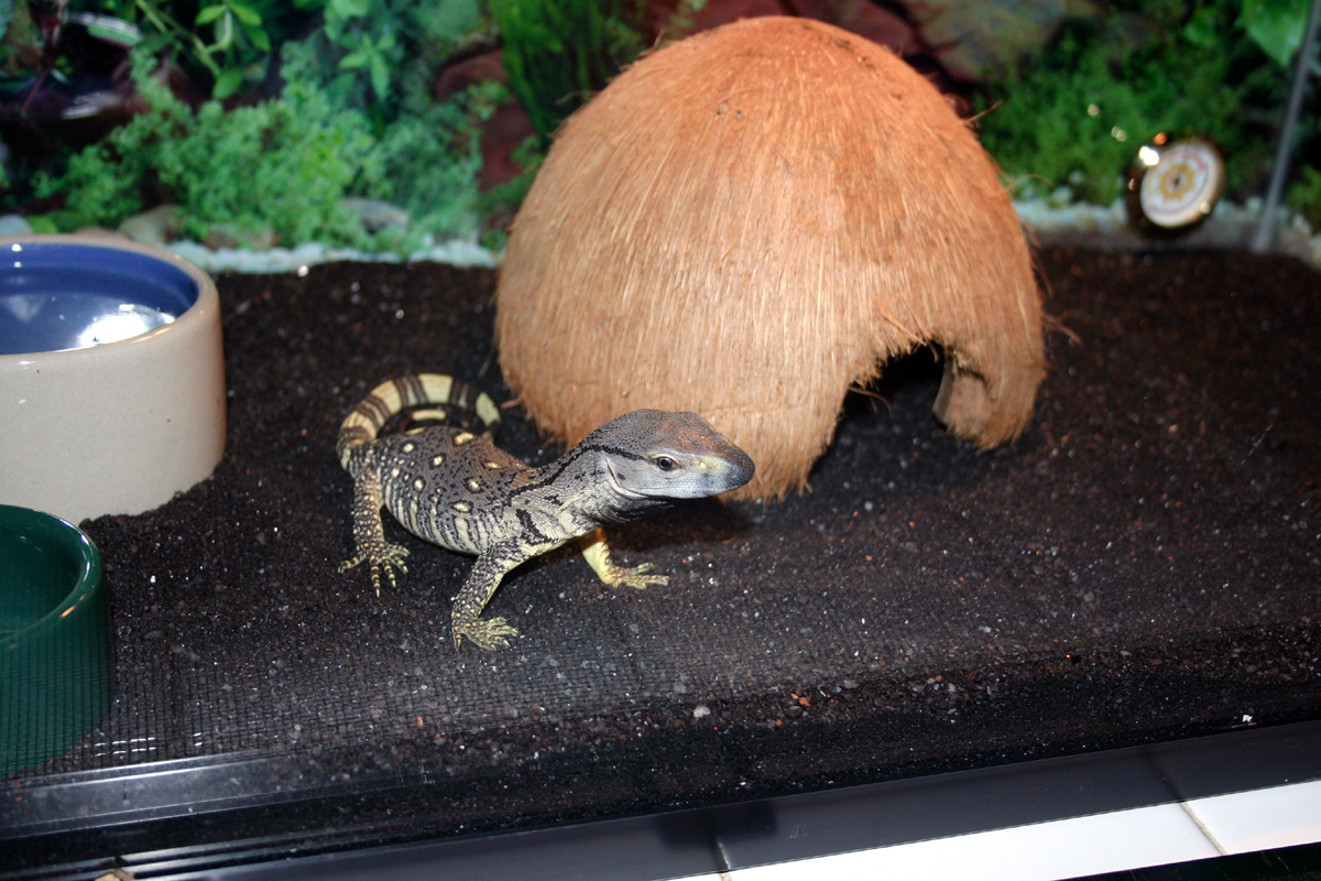 Black Throat monitor