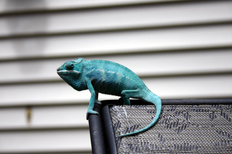 Nosy Be cham @ 5 months