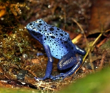 Dart Frog