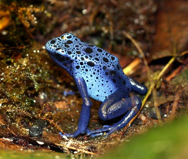 Dart Frog