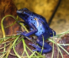 Dart Frog #2