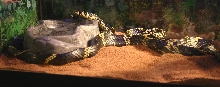 Tiger Rat Snake