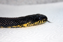 Russian rat snake