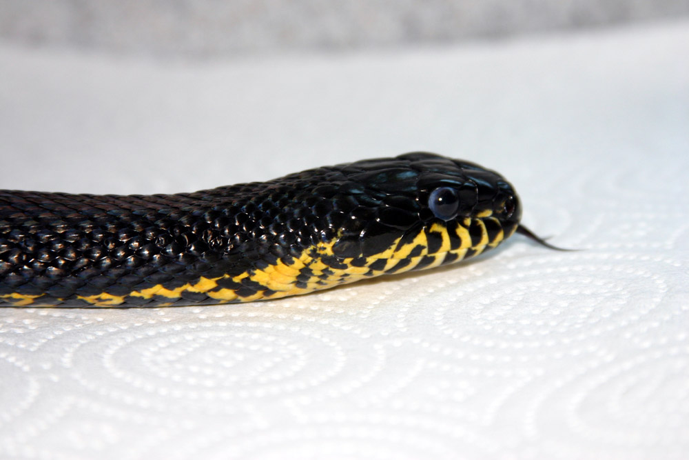 Russian rat snake