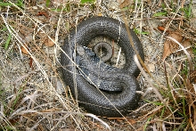 Eastern Hognose
