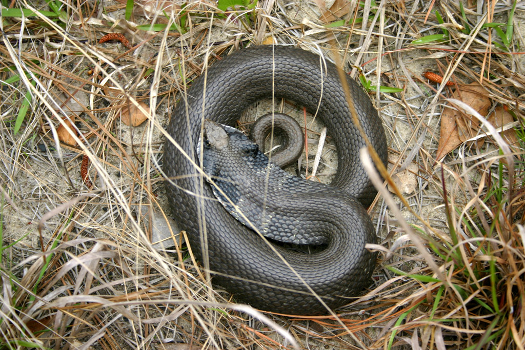 Eastern Hognose