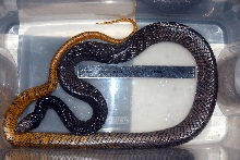 Yellow Tail Cribo