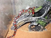 Ruthven's kingsnake