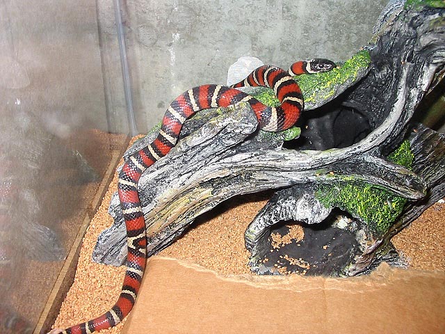 Ruthven's kingsnake