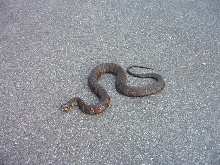 Northern Watersnake