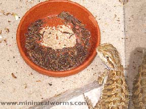 Minimealworms & Baby Bearded Dragon