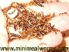 Minimealworms in Hand - Size Visual
