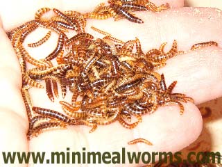 Minimealworms in Hand - Size Visual