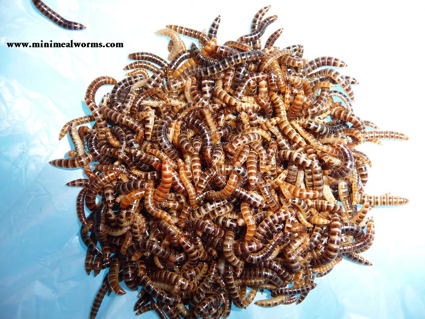 Minimealworms