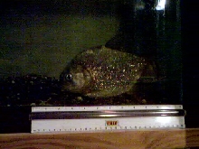 10" gold