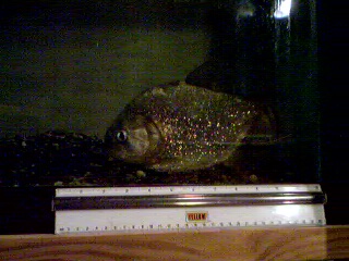 10" gold