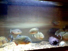 pfish