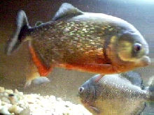 10" RED