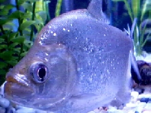 8'' Rhom