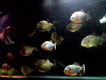 Caribe 220 gallon
