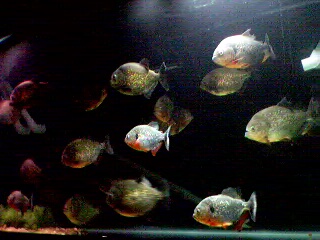 Caribe 220 gallon