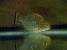 8'' rhom