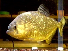 10'' gold piranha