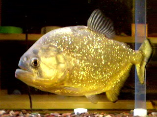 10'' gold piranha