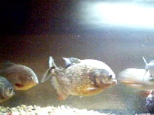 my fish