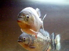 piranha