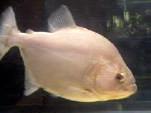 12" Rhom